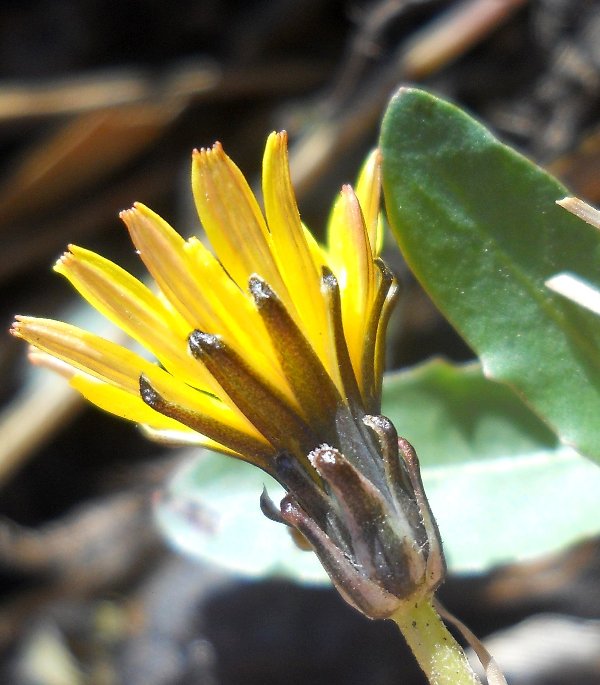 Image of Taraxacum bessarabicum specimen.