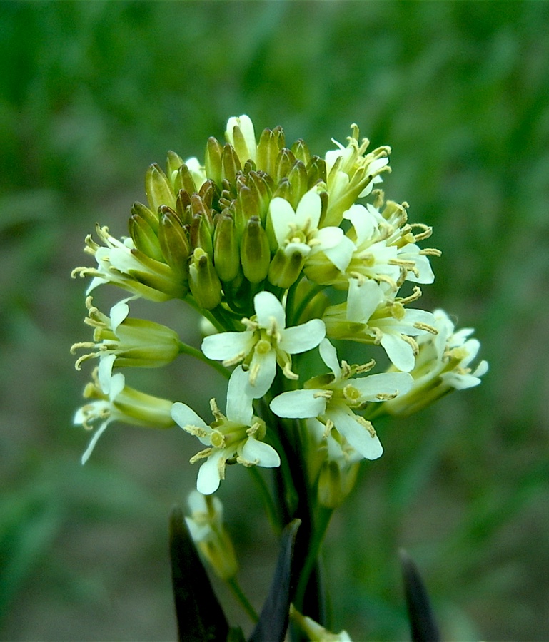 Изображение особи Turritis glabra.