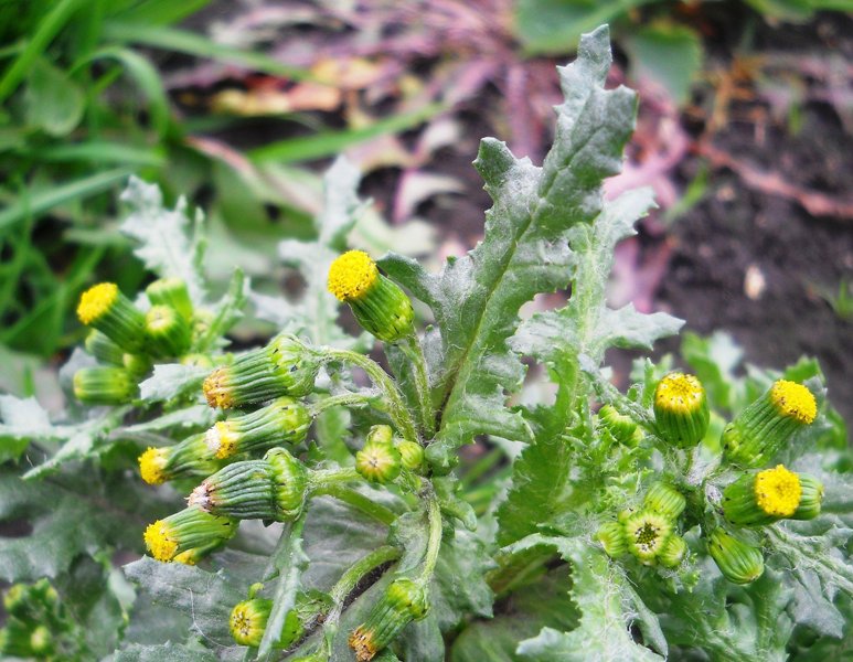 Image of Senecio vulgaris specimen.