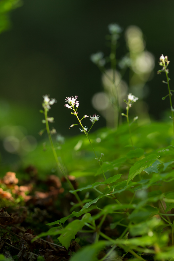 Изображение особи Circaea alpina.