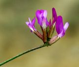 Astragalus temirensis. Соцветие. Казахстан, Актюбинская обл., Челкарский (Шалкарский) р-н, гора Космурын. 25.04.2011.