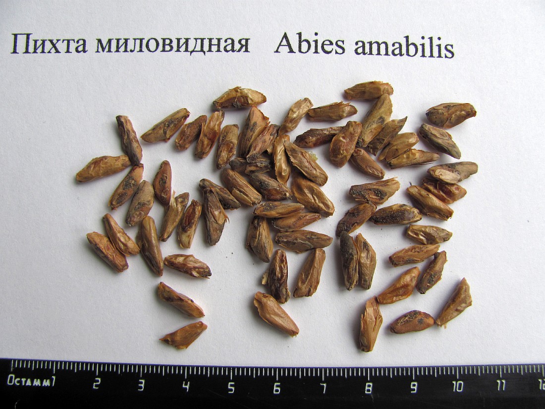 Изображение особи Abies amabilis.