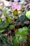 Geranium lucidum. Цветущее растение. Крым, Южный Берег, г. Кошка. 26 апреля 2009 г.