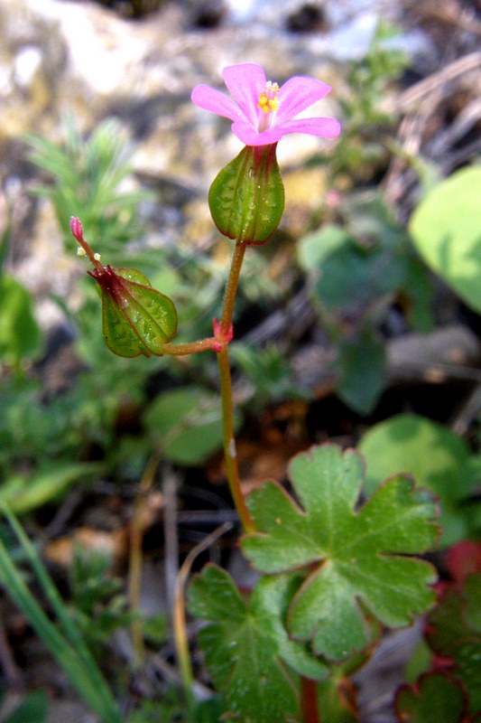 Image of Geranium lucidum specimen.