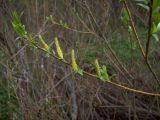 Salix triandra