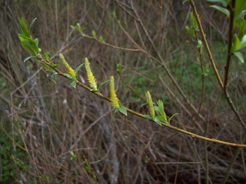 Изображение особи Salix triandra.