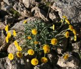 Erigeron cabulicus