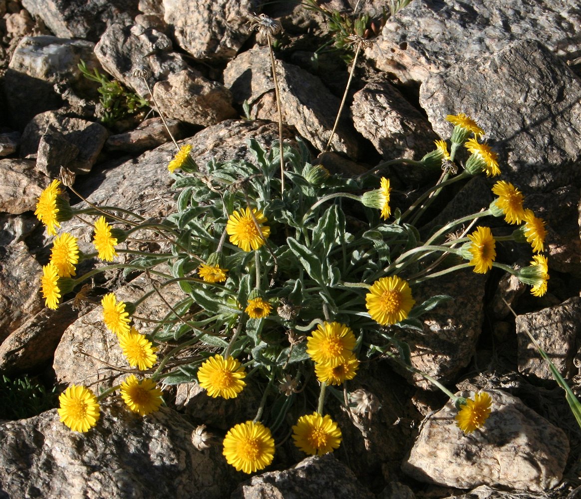 Image of Erigeron cabulicus specimen.