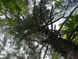 Pinus sibirica. Нижняя часть кроны: видны остатки отмерших нижних ветвей. Приморье, Владивосток, Ботанический сад. 23.08.2009.