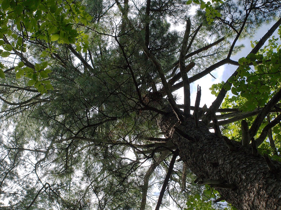 Изображение особи Pinus sibirica.