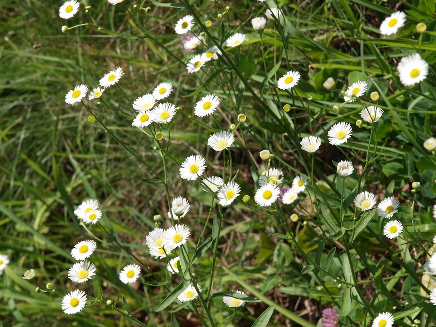 Image of Erigeron annuus specimen.