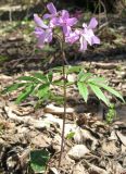 Cardamine quinquefolia. Цветущее растение. Крым, Симферопольский р-н, окр. с. Краснолесье. 18 апреля 2010 г.