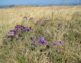 Pulsatilla patens. Цветущие растения. Алтайский край, Змеиногорский р-н, окр. с. Утка. 06.05.2011.