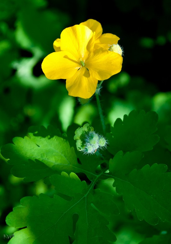 Image of Chelidonium majus specimen.