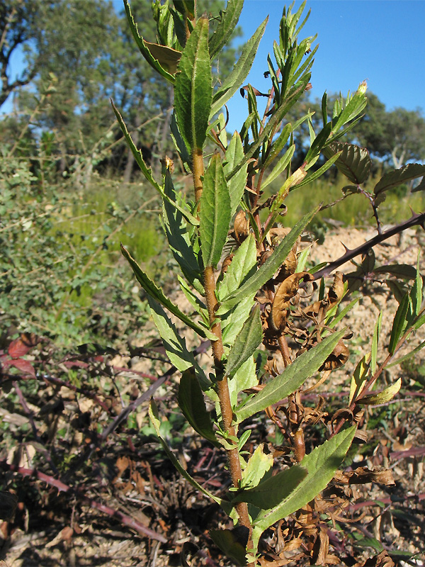 Image of Dittrichia viscosa specimen.