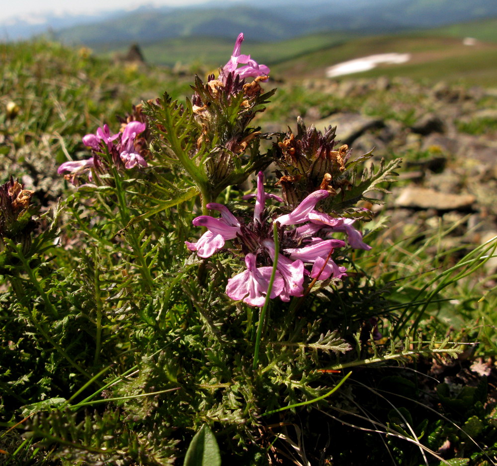 Изображение особи Pedicularis amoena.