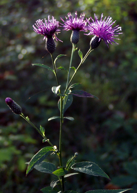 Image of Klasea quinquefolia specimen.