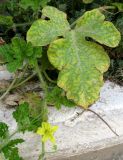 Citrullus lanatus