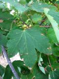 Acer pseudoplatanus. Лист. Крым, г. Саки, территория детского оздоровительного лагеря \"Прибрежный\". 30.08.2011.