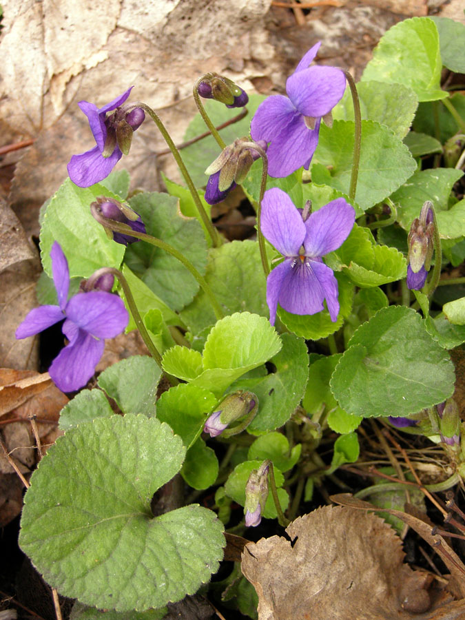 Image of Viola odorata specimen.