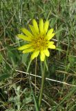 Tragopogon dubius. Соцветие. Крым, окр. Феодосии, Лисья бухта. 8 мая 2012 г.