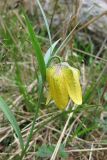 Fritillaria ophioglossifolia. Верхушка цветущего растения. Карачаево-Черкесия, Зеленчукский р-н, ущелье р. Марка. 06.05.2012.