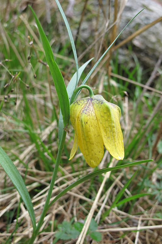 Изображение особи Fritillaria ophioglossifolia.