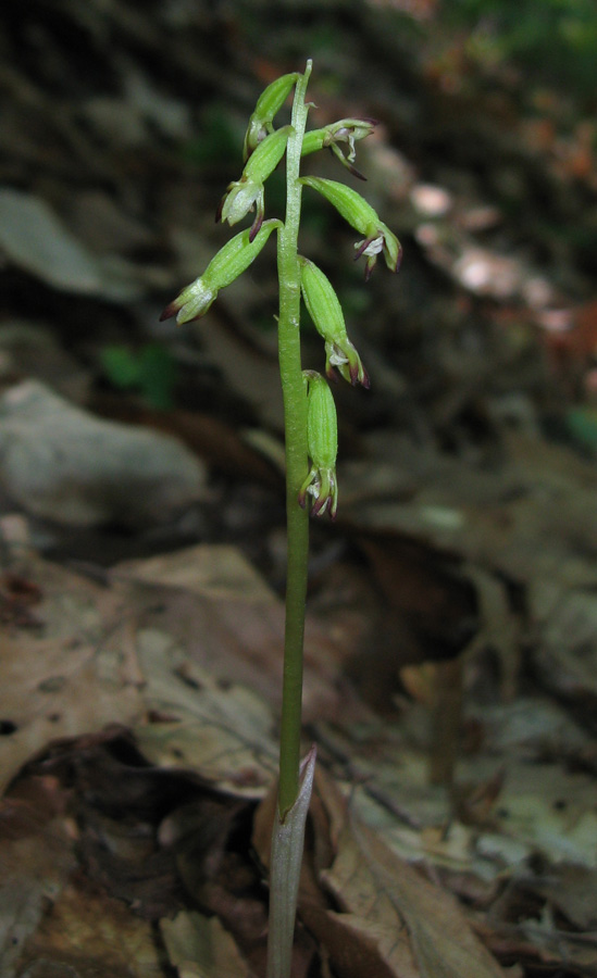 Изображение особи Corallorhiza trifida.