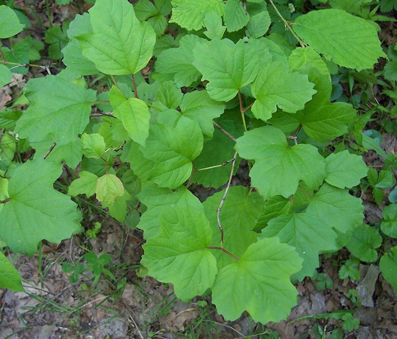 Изображение особи Viburnum opulus.