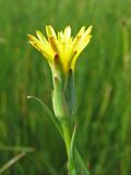 Scorzonera parviflora. Соцветие. Украина, Донецкая обл., Белосарайская коса, солончаковый луг. 05.06.2012.