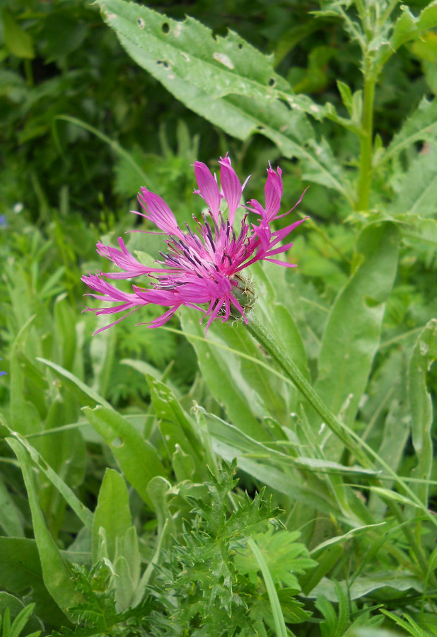 Image of Centaurea fuscomarginata specimen.