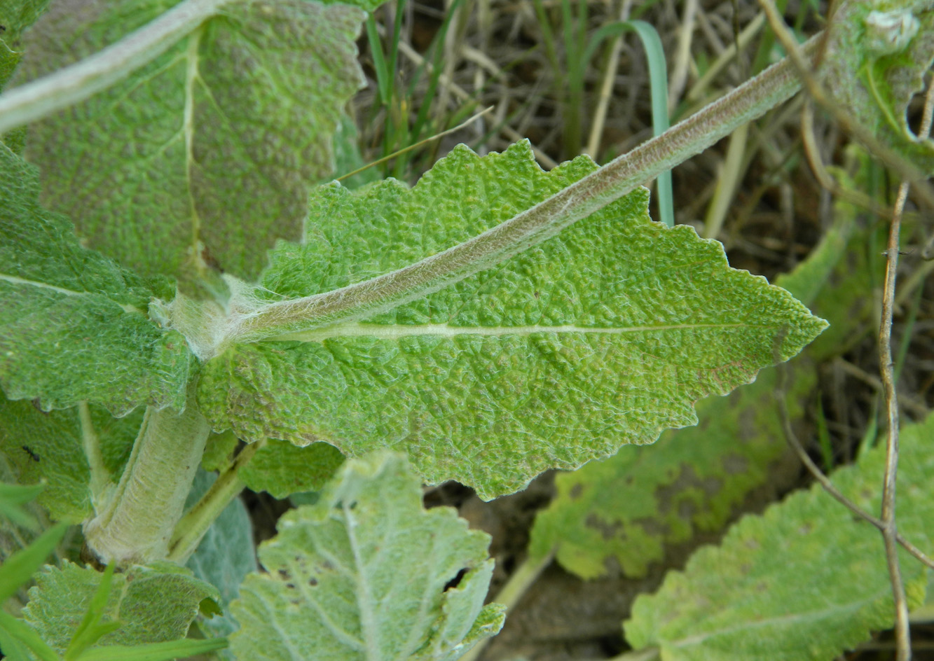 Image of Salvia aethiopis specimen.