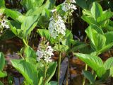 Menyanthes trifoliata