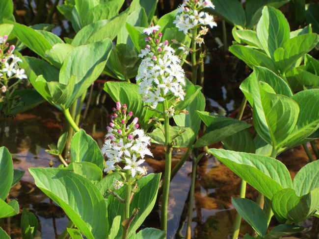 Image of Menyanthes trifoliata specimen.