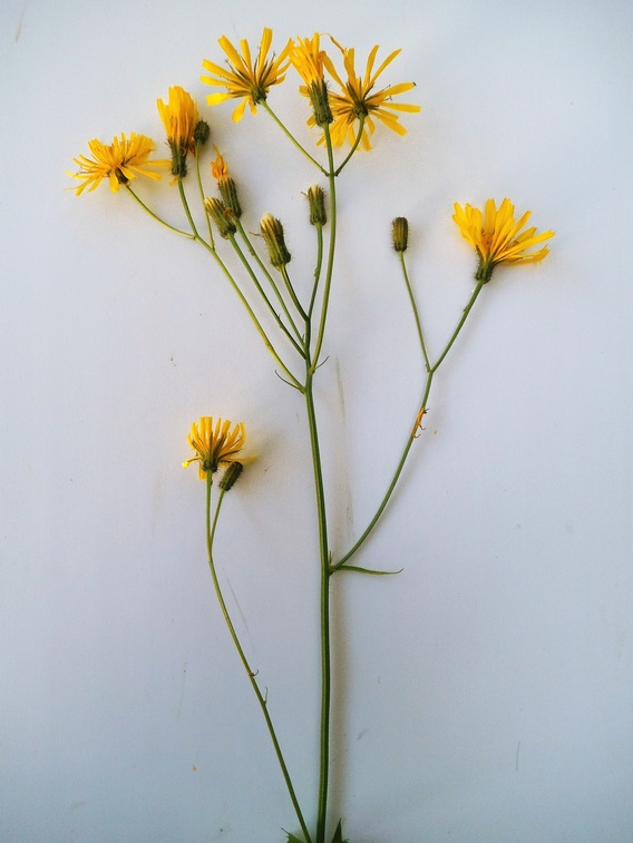 Image of Crepis paludosa specimen.