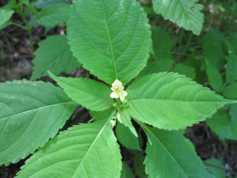 Image of Impatiens parviflora specimen.