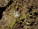 Stellaria persica