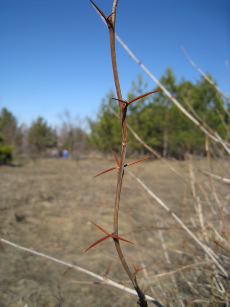 Изображение особи Berberis vulgaris.