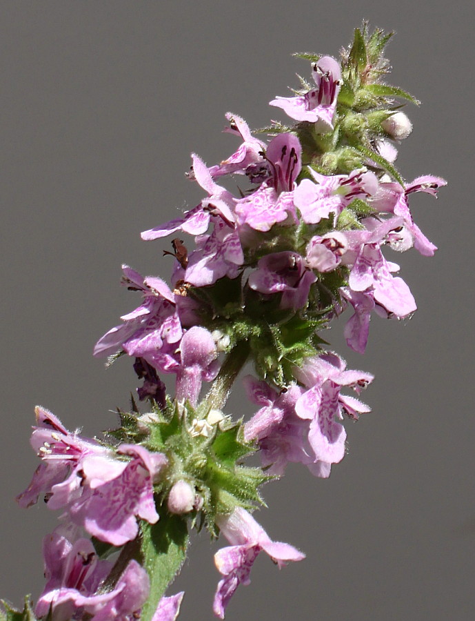 Изображение особи Stachys palustris.