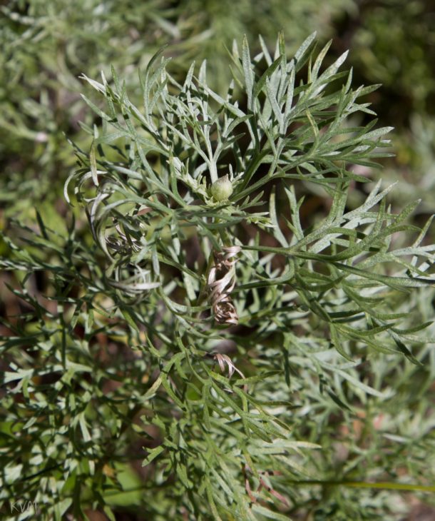 Image of genus Artemisia specimen.