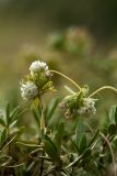 Cuscuta planiflora. Побеги с соцветиями на тимьяне. Ростовская обл., Аксайский р-н, окр. хут. Александровка. 27.06.2012.