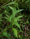 Cirsium coryletorum. Часть побега. Приморский край, г. Находка. 25.08.2012.