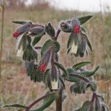 Onosma iricolor. Верхушка цветущего растения. Республика Калмыкия, Черноземельский р-н, пески Маштак. 29.04.2012.