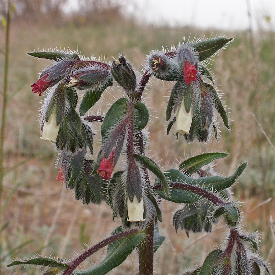 Изображение особи Onosma iricolor.