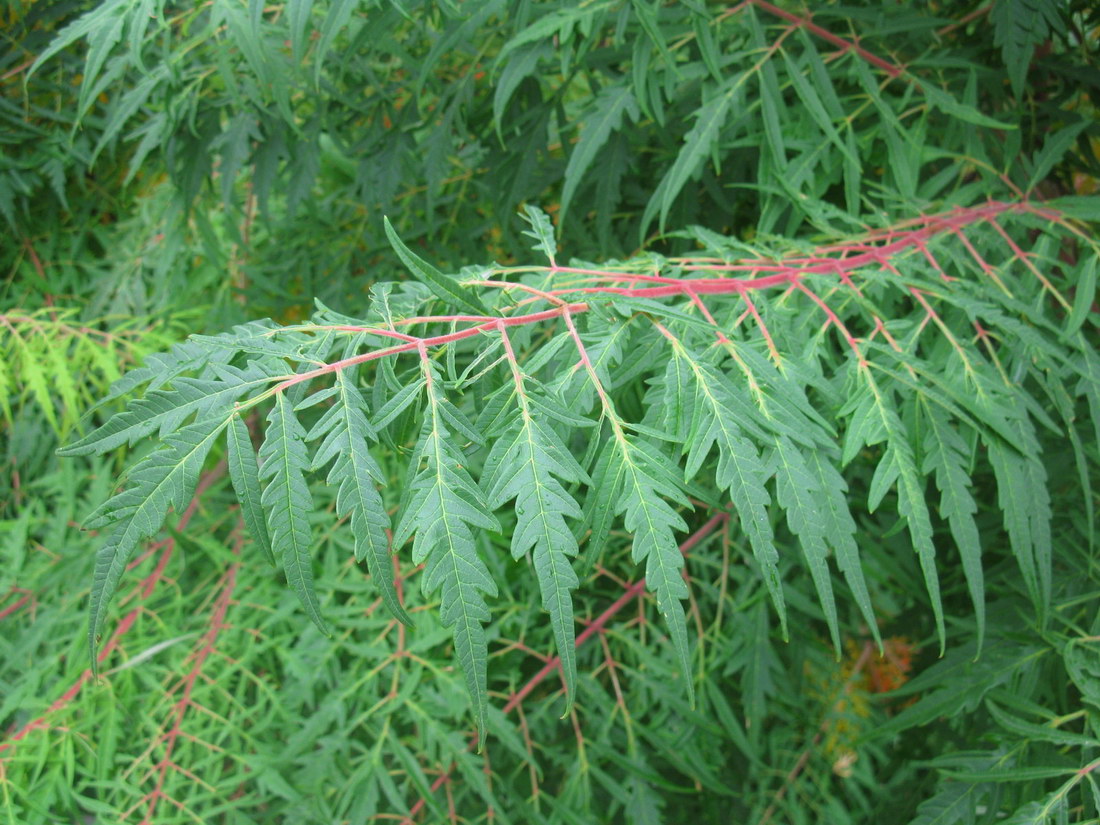 Image of Rhus typhina f. laciniata specimen.