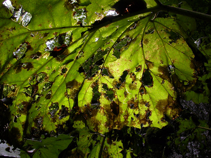 Image of Petasites hybridus specimen.