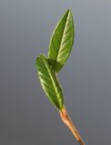 Cotoneaster salicifolius. Верхушка побега. Германия, г. Кемпен, автостоянка у магазина. 11.11.2012.