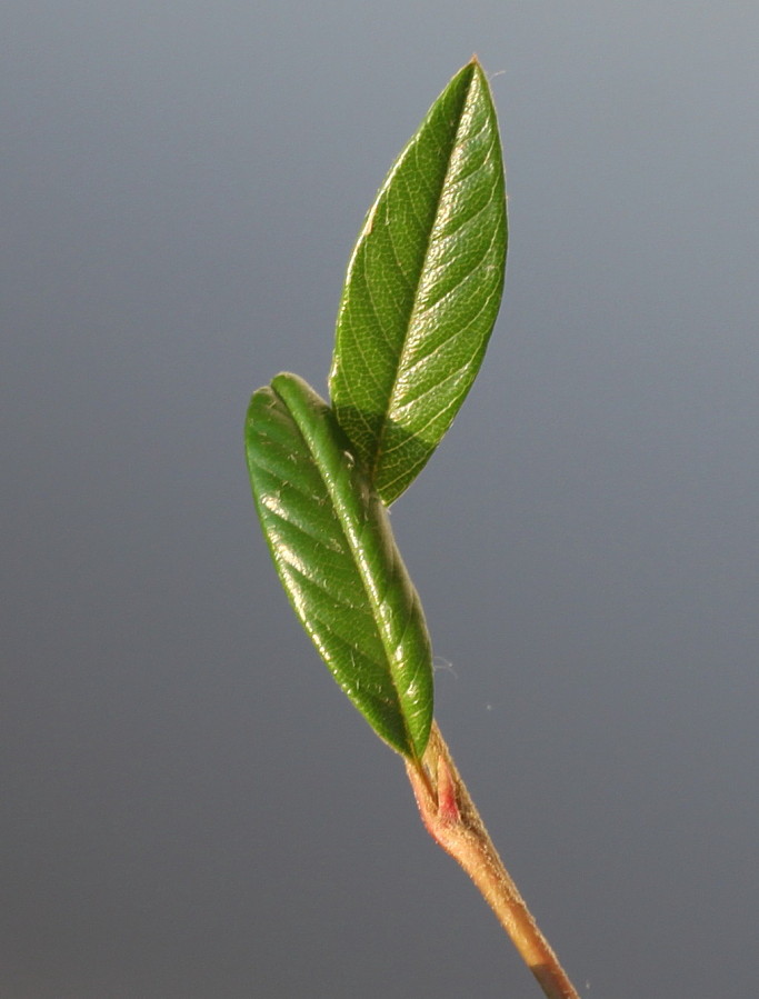 Image of Cotoneaster salicifolius specimen.