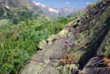 Erigeron uniflorus