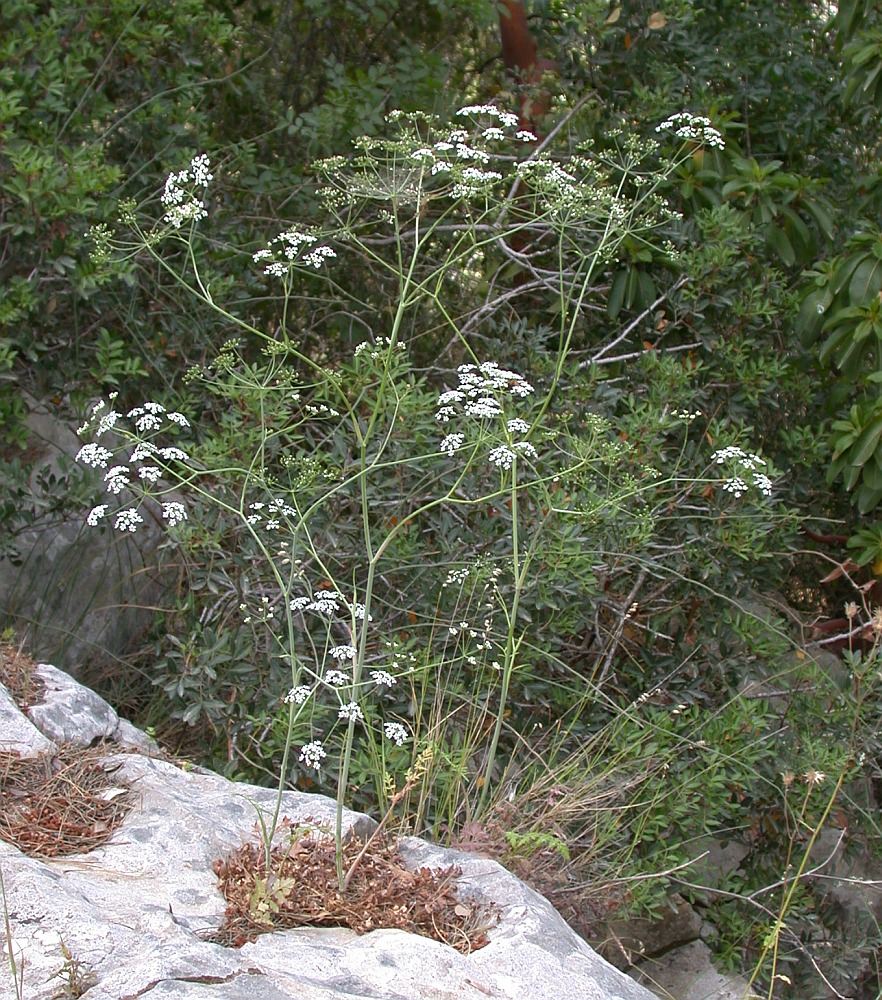 Image of Scaligeria napiformis specimen.